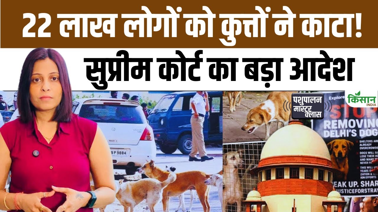 आवारा कुत्तों पर सुप्रीमकोर्ट ने ये आदेश क्यों दिए? रेबीज से जुड़ा है मामला