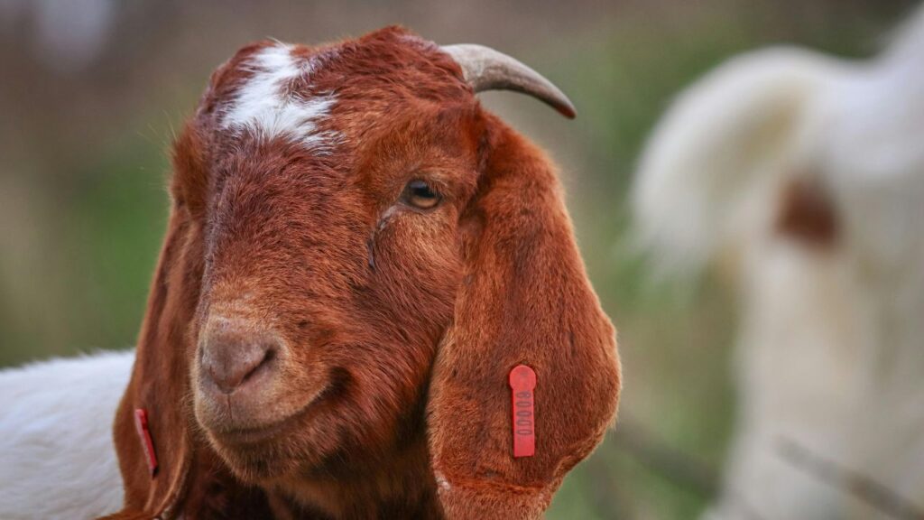 Goat Farming: साल के 12 महीने बकरियां बेर की पत्तियां बड़े चाव से खाती हैं. ठंड के मौसम में तो ये उनकी सबसे पसंदीदा फूड बन जाती हैं, क्योंकि इनमें प्राकृतिक मिठास होती है. Goat Farming: साल के 12 महीने बकरियां बेर की पत्तियां बड़े चाव से खाती हैं. ठंड के मौसम में तो ये उनकी सबसे पसंदीदा फूड बन जाती हैं, क्योंकि इनमें प्राकृतिक मिठास होती है.