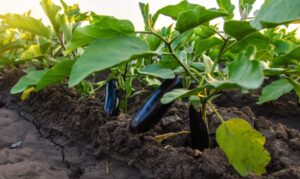 Brinjal Farming Model: साल के 365 दिन मिलेंगे बैंगन, रोज बाजार में बेचकर होगी कमाई, इस मॉडल से करें खेती