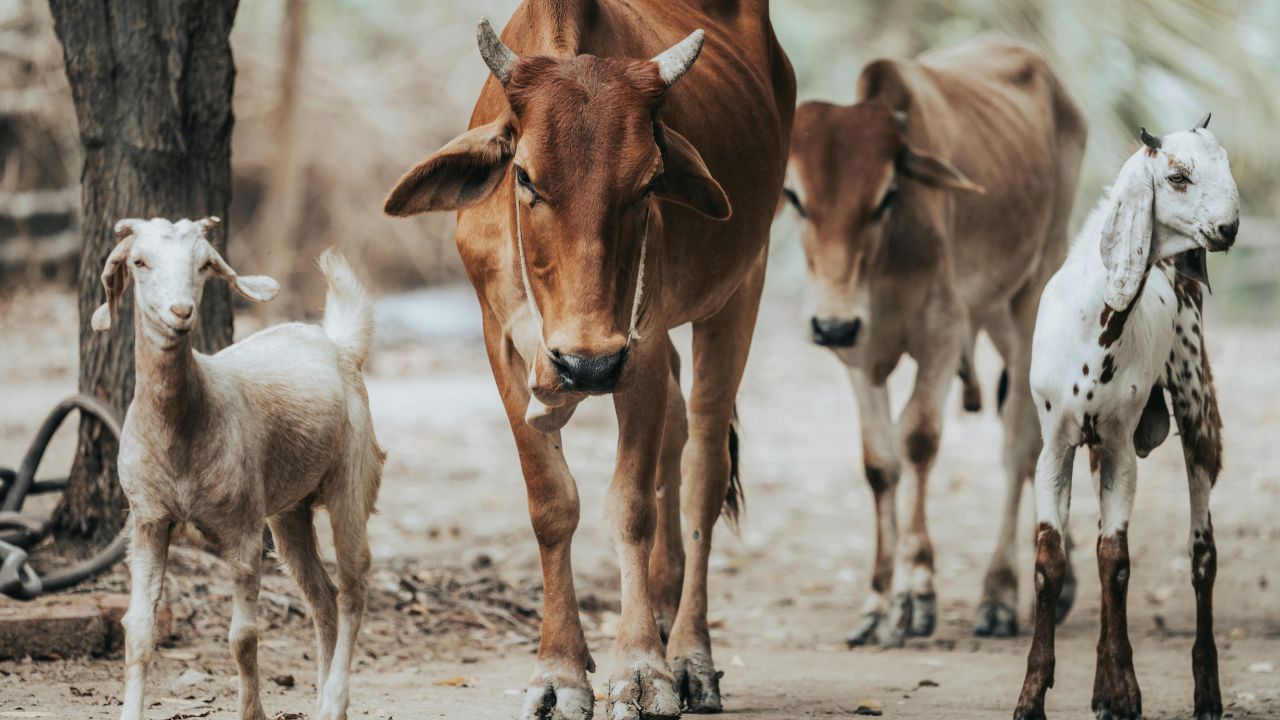 ठंड बढ़ते ही गाय-भैंस बीमार न हो जाएं, सही देखभाल और खान-पान से दूध उत्पादन होगा दोगुना