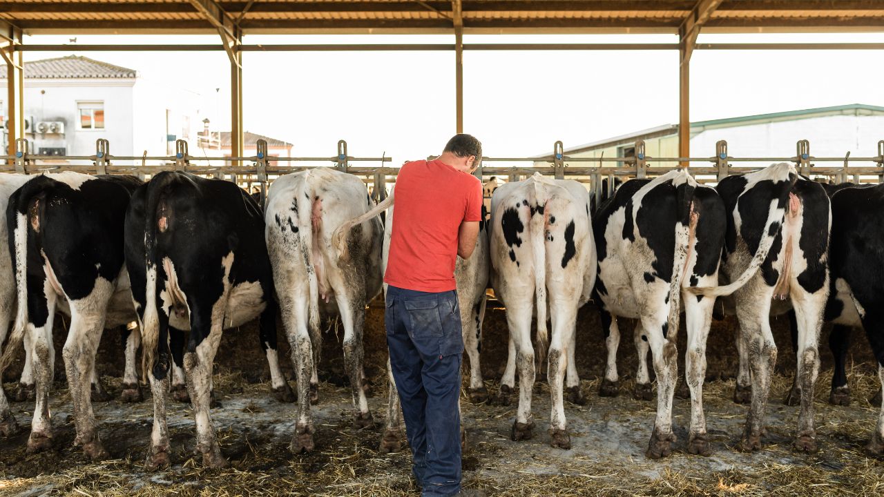 कृत्रिम गर्भाधान से बदली पशुपालन की तस्वीर, गांवों में बढ़ा दूध उत्पादन और किसानों की कमाई