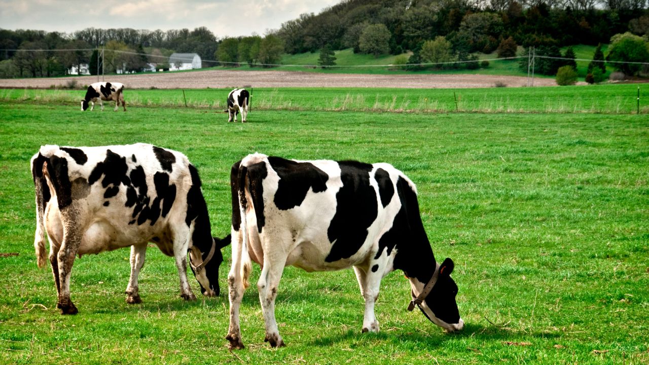 डेयरी बिजनेस के लिए पैसा दे रही सरकार, 90 फीसदी तक लोन और ब्याज सब्सिडी पाएं