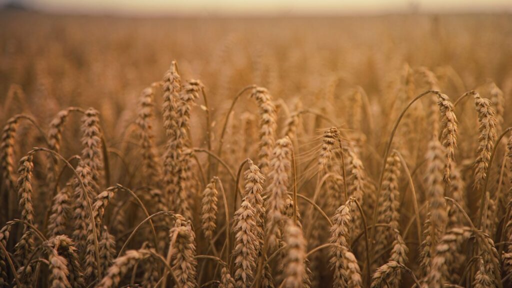 PBW का मतलब ‘Punjab Wheat’ — पंजाब कृषि विश्वविद्यालय, लुधियाना द्वारा विकसित इन किस्मों में PBW 343 और PBW 872 जैसी सफल वैरायटी शामिल हैं, जो पंजाब की जलवायु के अनुरूप हैं.
PBW का मतलब ‘Punjab Wheat’ — पंजाब कृषि विश्वविद्यालय, लुधियाना द्वारा विकसित इन किस्मों में PBW 343 और PBW 872 जैसी सफल वैरायटी शामिल हैं, जो पंजाब की जलवायु के अनुरूप हैं.