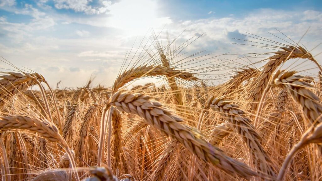 WH का अर्थ ‘Wheat of Haryana’ — चौधरी चरण सिंह हरियाणा कृषि विश्वविद्यालय, हिसार द्वारा विकसित WH श्रृंखला की किस्में कम पानी और विविध परिस्थितियों में भी बेहतर प्रदर्शन करती हैं.
WH का अर्थ ‘Wheat of Haryana’ — चौधरी चरण सिंह हरियाणा कृषि विश्वविद्यालय, हिसार द्वारा विकसित WH श्रृंखला की किस्में कम पानी और विविध परिस्थितियों में भी बेहतर प्रदर्शन करती हैं.