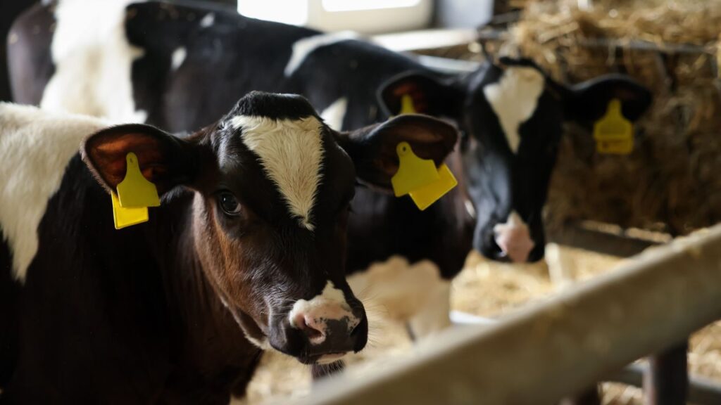 Cattle Farming: सर्दी के मौसम में पशुओं को बीमारियों से बचाने के लिए समय पर टीकाकरण करवाना बेहद जरूरी है. इसके साथ ही कीड़े मारने की दवाएं नियमित रूप से दें. इन छोटी-छोटी सावधानियों से पशु स्वस्थ रहेंगे और उनकी उत्पादन क्षमता बरकरार रहेगी. Cattle Farming: सर्दी के मौसम में पशुओं को बीमारियों से बचाने के लिए समय पर टीकाकरण करवाना बेहद जरूरी है. इसके साथ ही कीड़े मारने की दवाएं नियमित रूप से दें. इन छोटी-छोटी सावधानियों से पशु स्वस्थ रहेंगे और उनकी उत्पादन क्षमता बरकरार रहेगी.