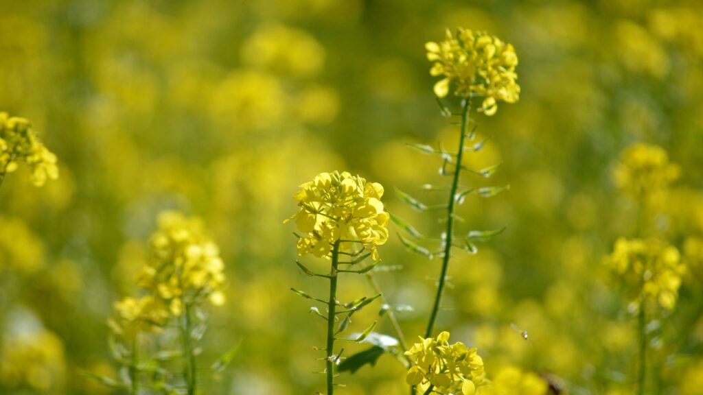 Green Manure Crops: ये ज्यादातर दलहनी पौधे होते हैं, जो हवा से नाइट्रोजन खींचकर मिट्टी में जमा करते हैं. इससे अगली रबी फसल—गेहूं, सरसों या सब्जियों को प्राकृतिक रूप से ज्यादा ताकत मिलती है. Green Manure Crops: ये ज्यादातर दलहनी पौधे होते हैं, जो हवा से नाइट्रोजन खींचकर मिट्टी में जमा करते हैं. इससे अगली रबी फसल—गेहूं, सरसों या सब्जियों को प्राकृतिक रूप से ज्यादा ताकत मिलती है.