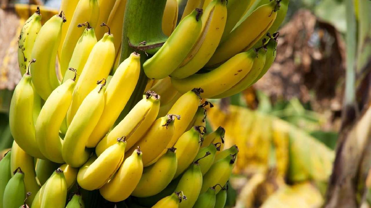 महाराष्ट्र में तेजी से बढ़ा केले का रकबा, वैश्विक बाजार में भारत की पकड़ और मजबूत