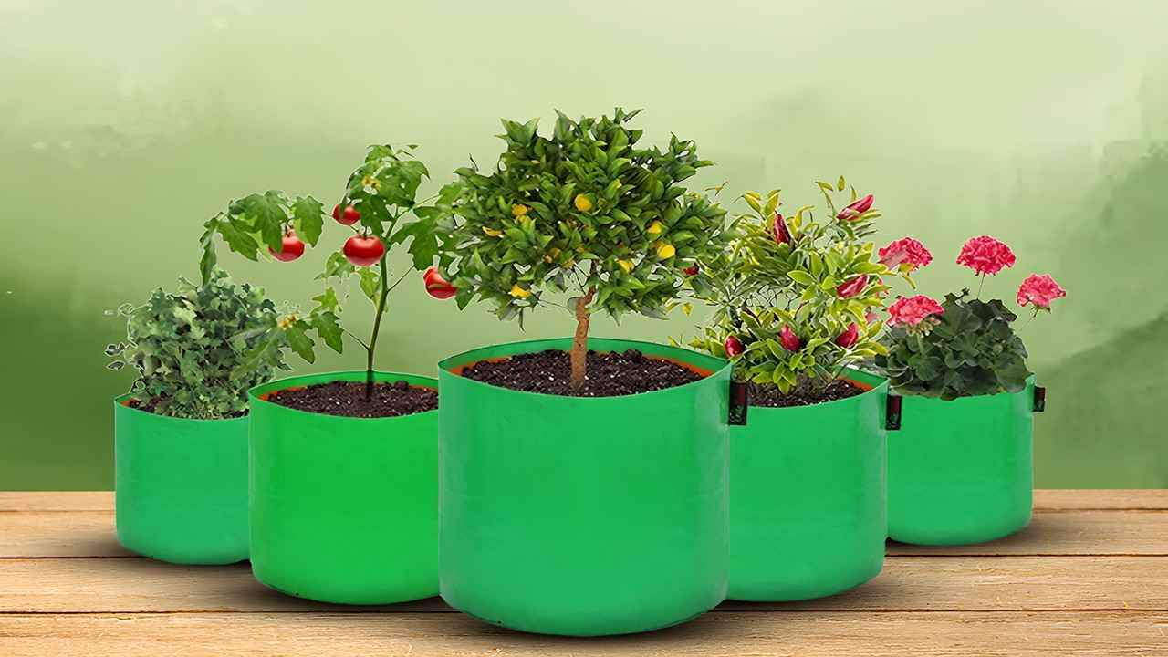 घर पर बागवानी करने से पहले जानें, किस ग्रो बैग में कौन-सा पौधा उगेगा बेहतर