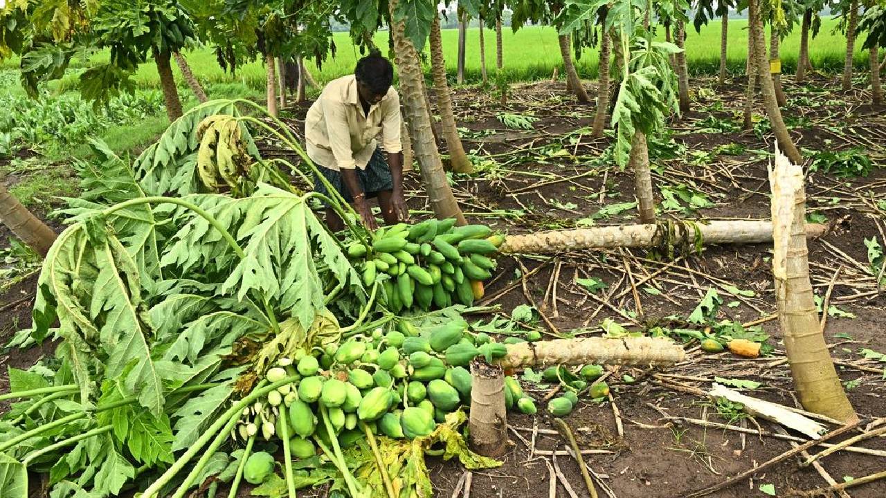 झारखंड में ‘मोंथा’ चक्रवात से 50 फीसदी तक फसलें नष्ट, 13 लाख किसानों को मिलेगा मुआवजा