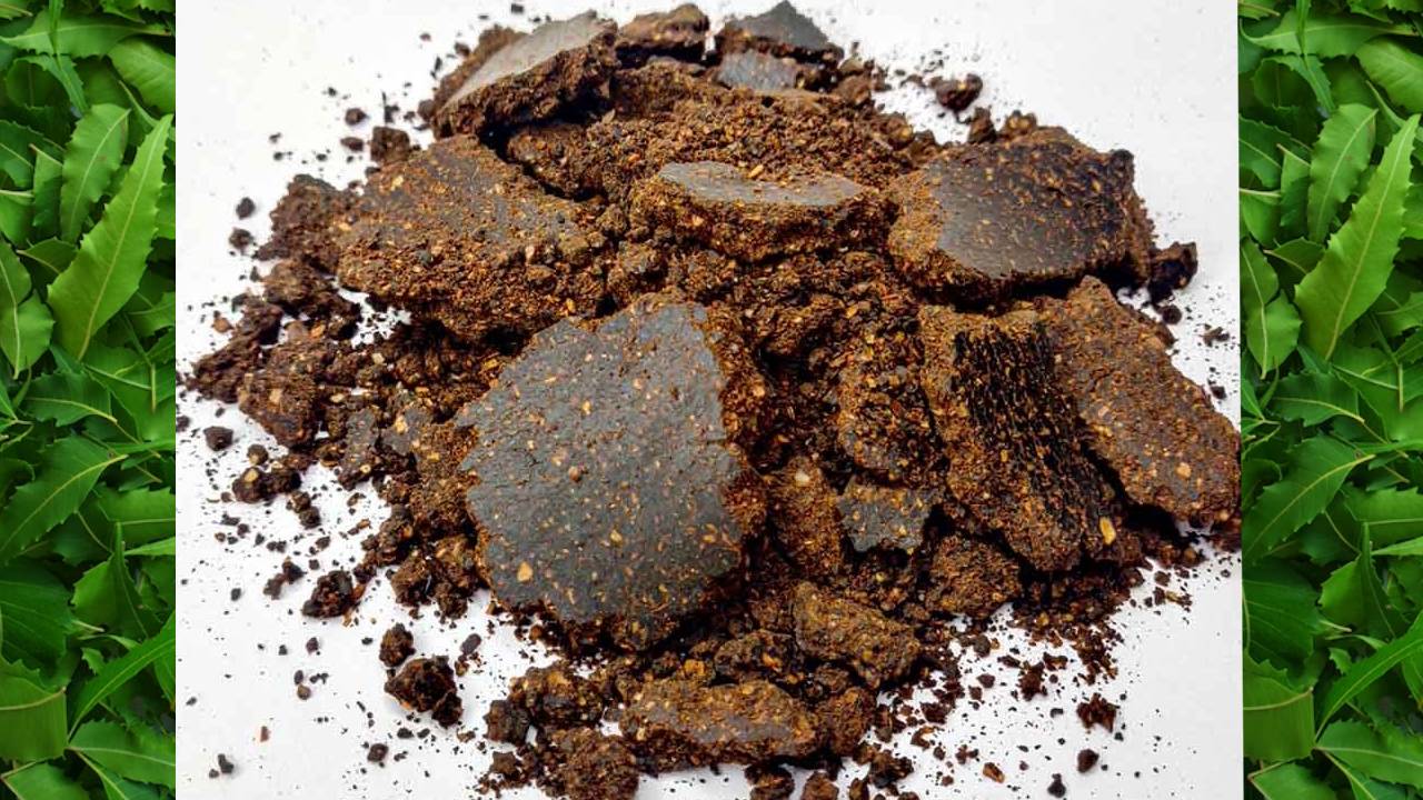 अब बाजार से खरीदने की जरूरत नहीं, घर पर ही बनाएं नीम खली – जानें आसान तरीका