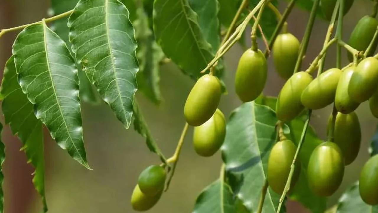 महंगे कीटनाशकों को कहें बाय-बाय, घर पर ही बनाएं नीम से असरदार दवा