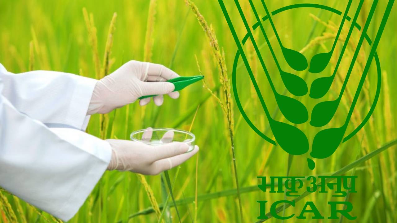 धान की नई किस्मों को लेकर ICAR घिरा विवादों में, NGO ने लगाए फर्जीवाड़े के आरोप