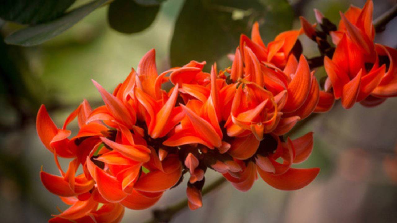 किसान खेत में लगा लें ये पेड़, एक बार रोपाई से 30 साल तक होती है तगड़ी कमाई