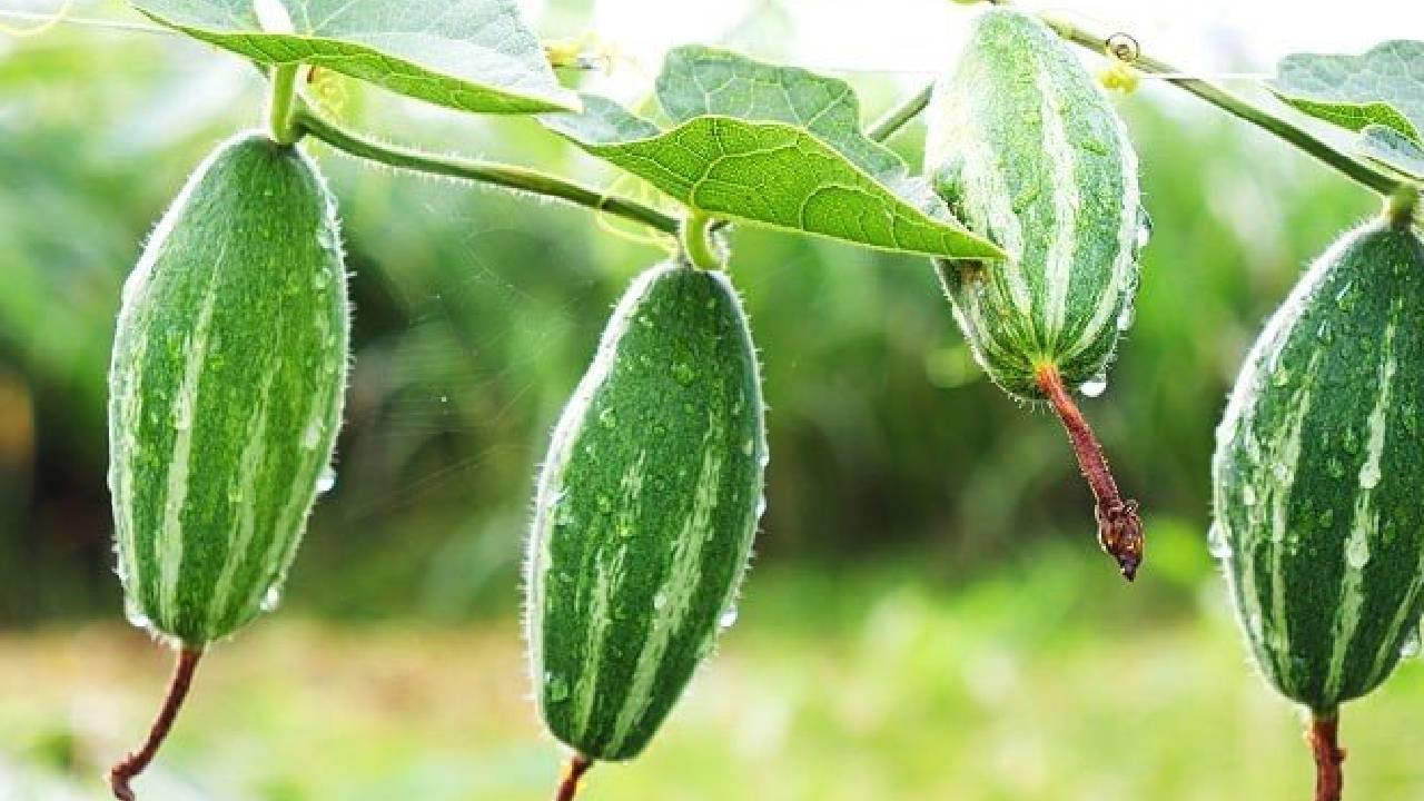 किसान इस देसी सब्जी की करें खेती, कमाई होगी दिन दूनी रात चौगुनी