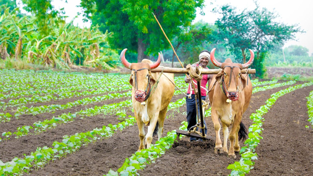 फसल बीमा कराने की अंतिम तिथि नजदीक, बिना दस्तावेज करें आवेदन.. मिलेंगे ये फायदे