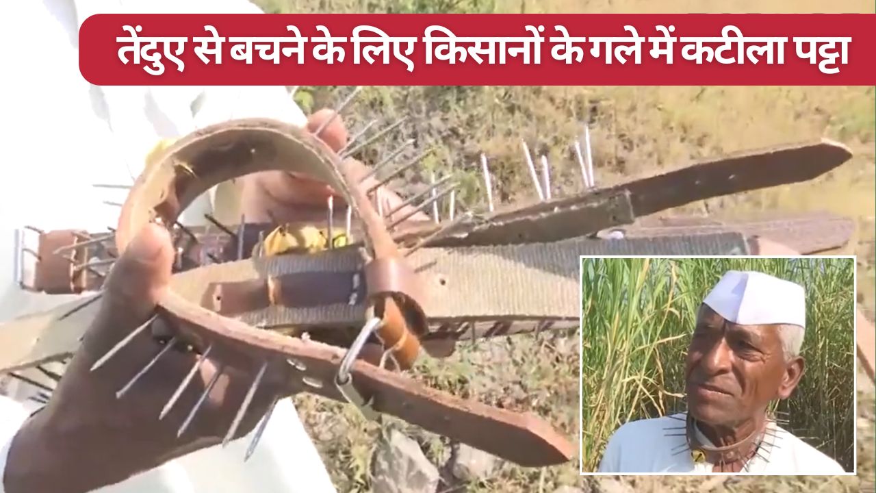 काला भेड़िया, भालू और गुलदार के बाद तेंदुआ.. अपना गला बचाने के लिए कटीले कॉलर पहन रहे किसान
