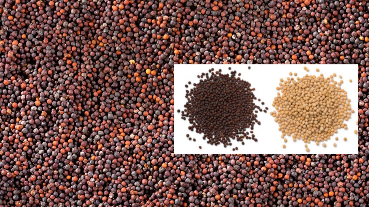 10 हजार रुपये वाला सरसों बीज 5 हजार रुपये में खरीदें किसान, लकी हुए तो मुफ्त मिलेंग 8 फसलों के बीज