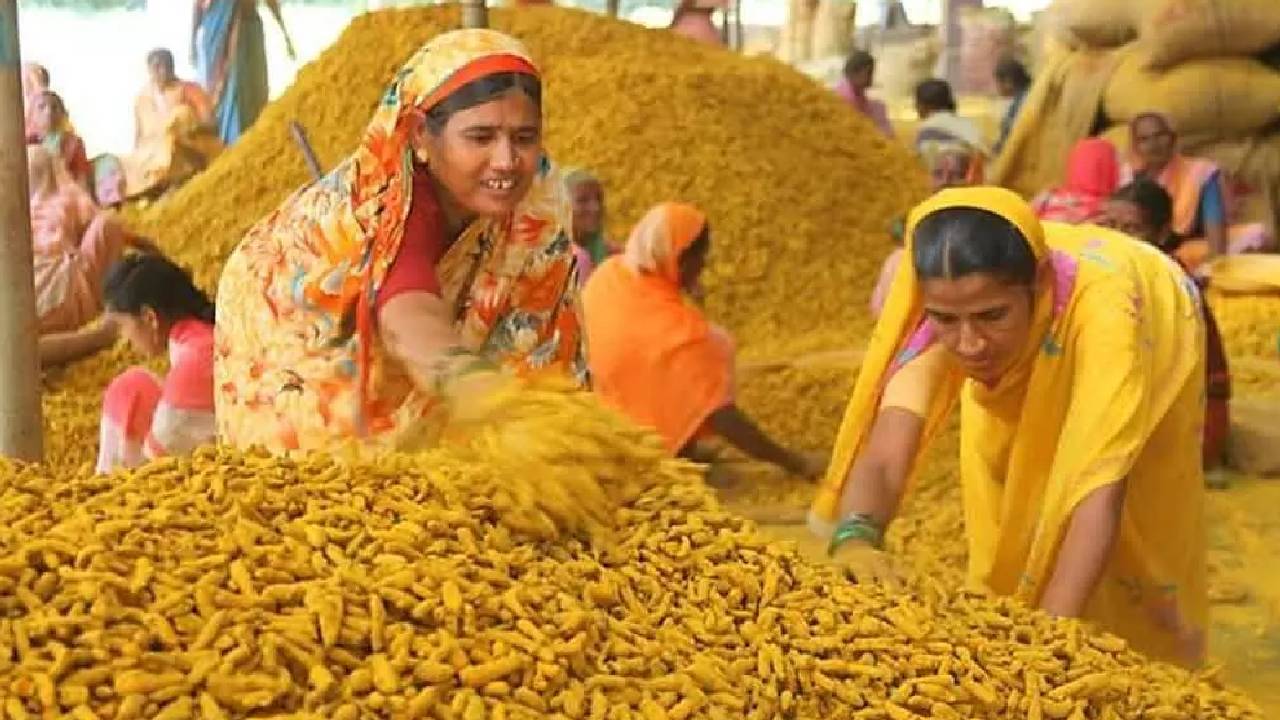 हल्दी की खेती से चमक रहा महाराष्ट्र, बाजार में 23 हजार रुपये प्रति क्विंटल तक पहुंचा दाम