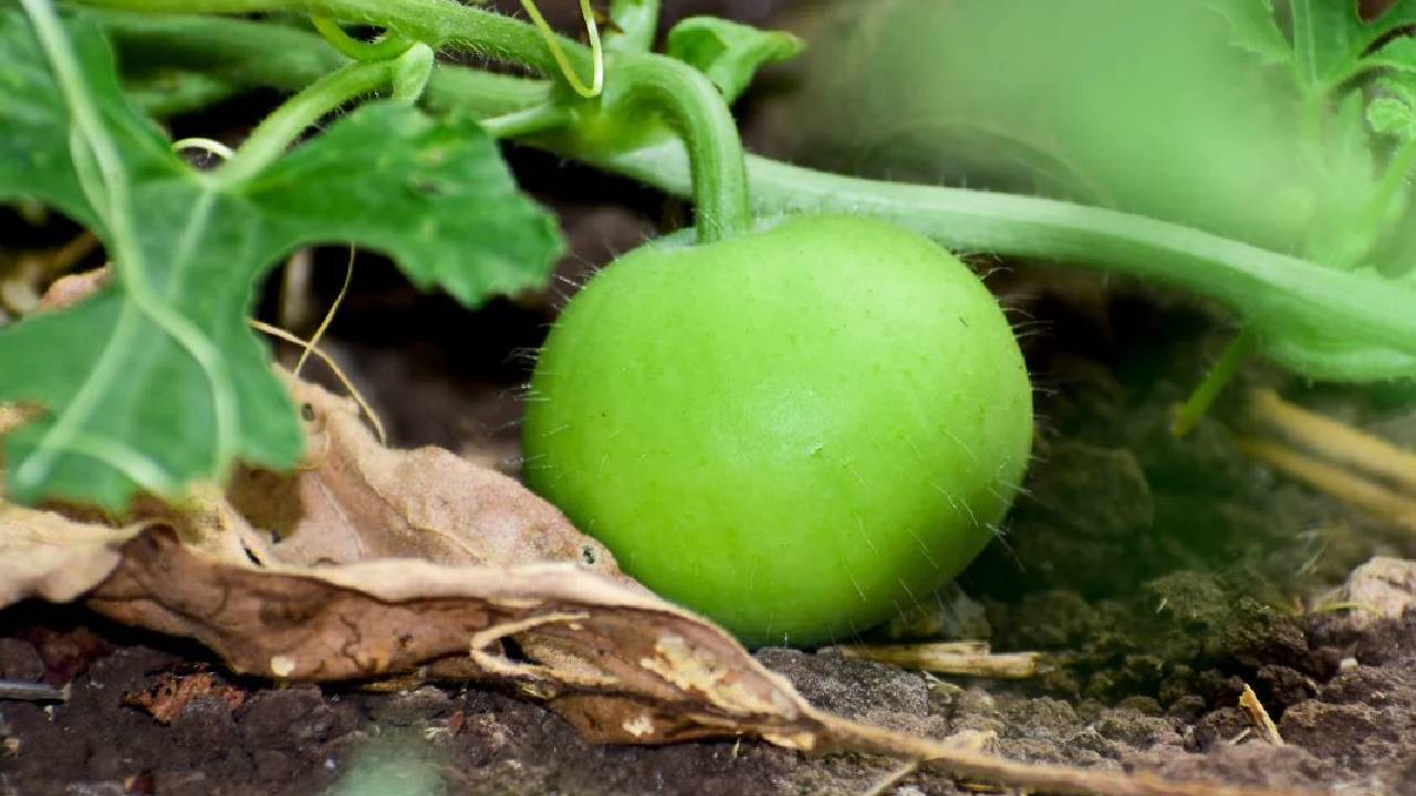 अंडा-चिकन से भी ज्यादा पौष्टिक टिंडा की ये किस्म, एक एकड़ में होगी लाखों की कमाई