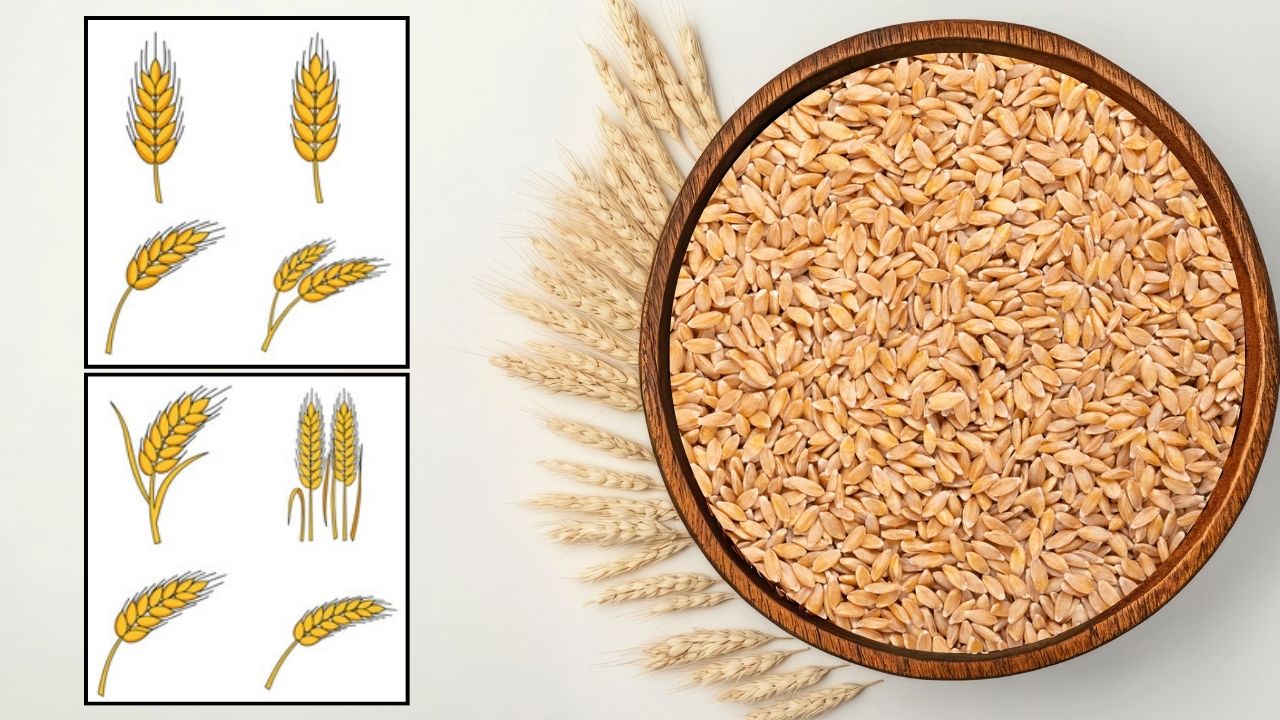 पछेती बुवाई के लिए गेहूं की बेस्ट 8 किस्में, कृषि एक्सपर्ट की ये सलाह दोगुना कर देगी पैदावार और कमाई