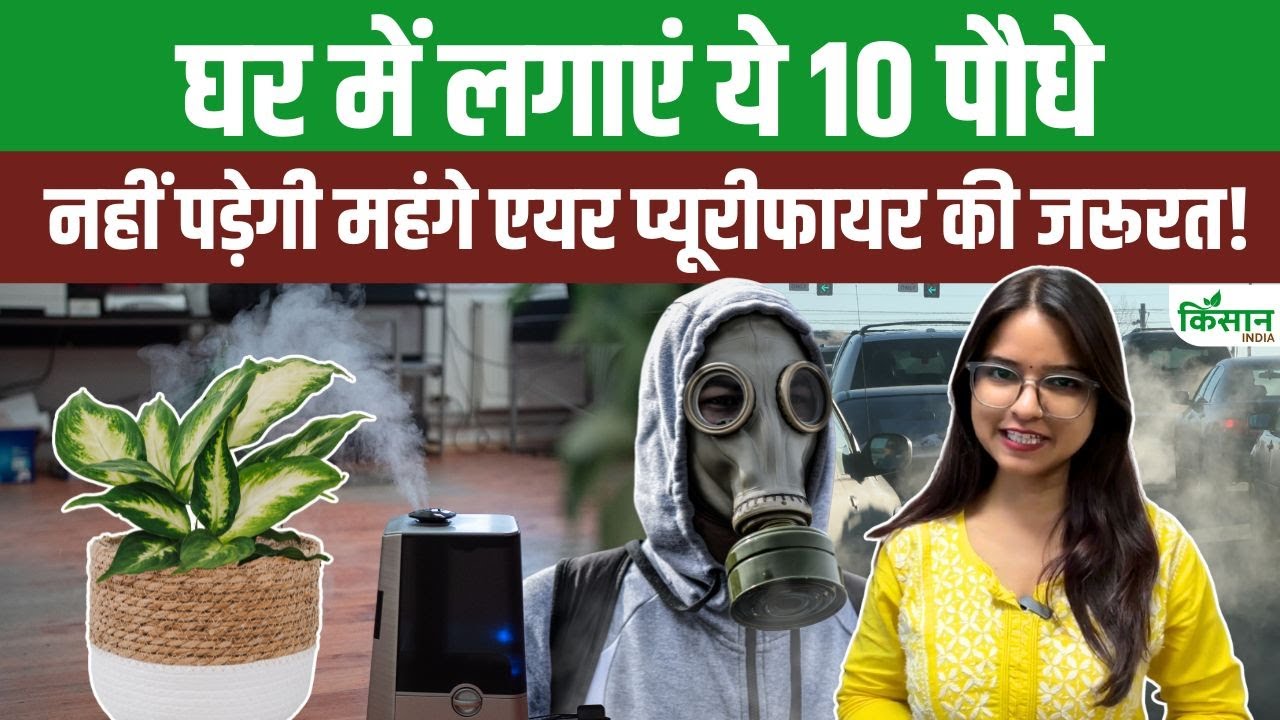 महंगे एयर प्यूरीफायर फेल, ये 10 इंडोर प्लांट घर की दूषित हवा को प्राकृतिक तरीके से करेंगे शुद्ध