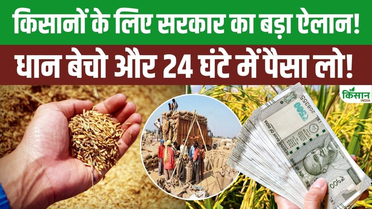 किसानों के लिए बड़ी राहत, सरकार ने किया ऐलान- इस साल MSP पर 51 लाख टन धान खरीदेगी