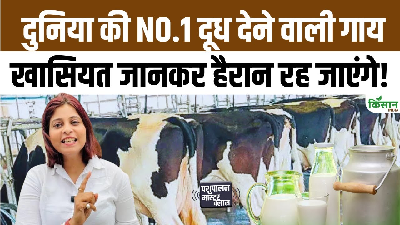 रोज 100 लीटर दूध देने वाली Holstein गाय से किसानों की होगी लाखों की कमाई