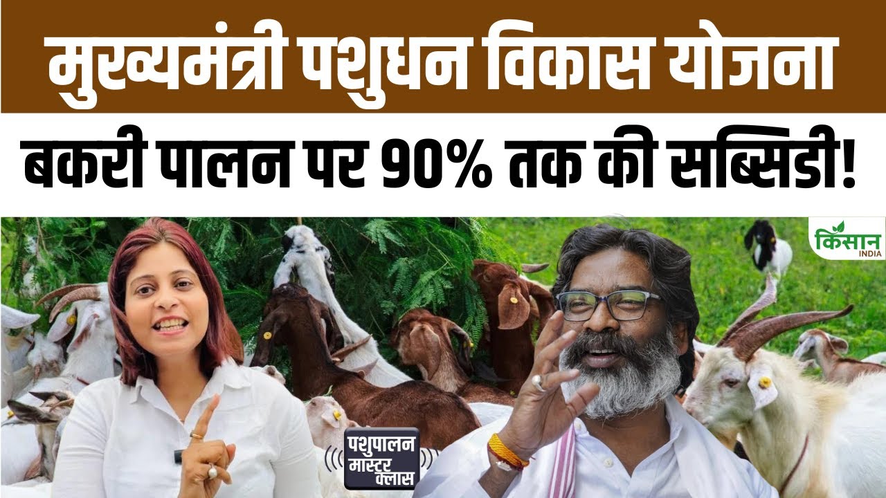 झारखंड के पशुपालकों के लिए खुशखबरी, सरकार दे रही है 10 बकरियां और 1 बकरा 90% सब्सिडी पर