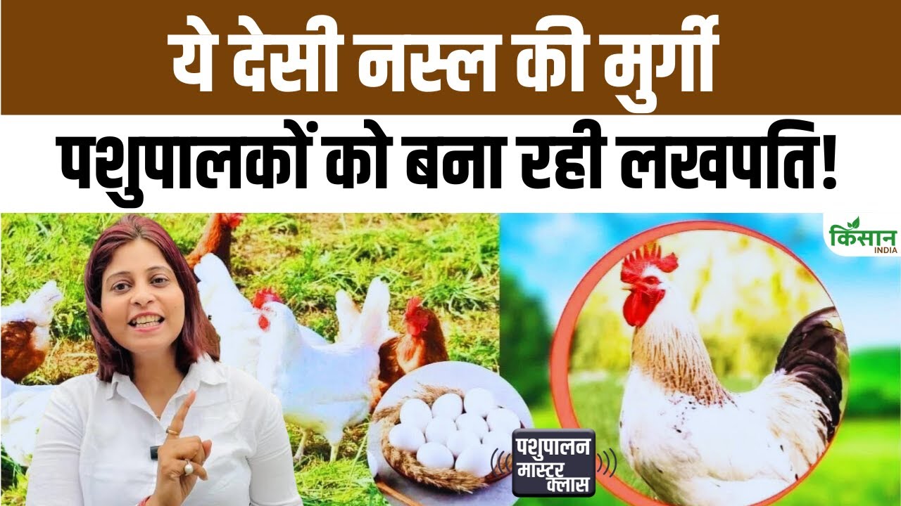 Poultry Farming: वनश्री नस्ल की मुर्गी घर के कचरे में पलती, लेकिन बाजार में बिकती महंगे दामों में