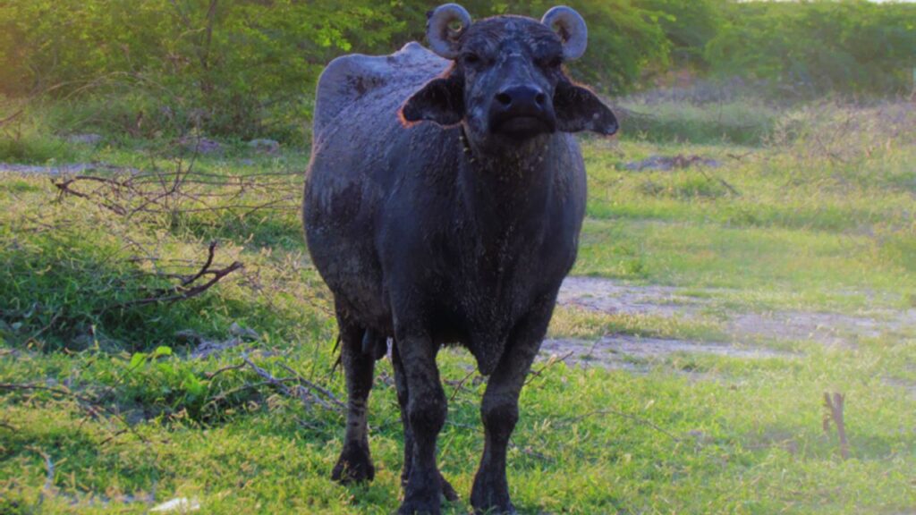 Banni Bhains: दरअसल हम बात कर रहे हैं बन्नी भैंस की जो कि, किसी भी तापमान में खुद को आसानी से ढाल लेती है. तेज गर्मी हो या ठंड, इसका स्वास्थ्य ज्यादा प्रभावित नहीं होता, इसलिए यह हर क्षेत्र के पशुपालकों के लिए भरोसेमंद नस्ल मानी जाती है. Banni Bhains: दरअसल हम बात कर रहे हैं बन्नी भैंस की जो कि, किसी भी तापमान में खुद को आसानी से ढाल लेती है. तेज गर्मी हो या ठंड, इसका स्वास्थ्य ज्यादा प्रभावित नहीं होता, इसलिए यह हर क्षेत्र के पशुपालकों के लिए भरोसेमंद नस्ल मानी जाती है.