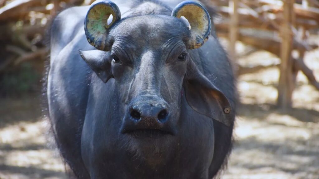 Banni Buffalo: इस नस्ल की सबसे बड़ी खासियत यह है कि इसे ज्यादा पानी की जरूरत नहीं पड़ती. सूखे या कम जल संसाधन वाले इलाकों में भी बन्नी भैंस आसानी से पाली जा सकती है. Banni Buffalo: इस नस्ल की सबसे बड़ी खासियत यह है कि इसे ज्यादा पानी की जरूरत नहीं पड़ती. सूखे या कम जल संसाधन वाले इलाकों में भी बन्नी भैंस आसानी से पाली जा सकती है.