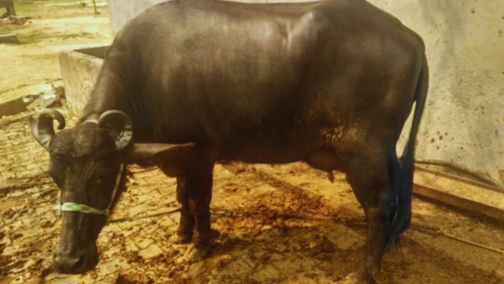 Banni Bhains Palan: बन्नी भैंस के सींग मध्यम से बड़े आकार के होते हैं, जो मुड़े हुए और ऊपर की ओर उठे रहते हैं. यही अनोखी बनावट इसे दूसरी नस्लों से अलग और खास बनाती है. Banni Bhains Palan: बन्नी भैंस के सींग मध्यम से बड़े आकार के होते हैं, जो मुड़े हुए और ऊपर की ओर उठे रहते हैं. यही अनोखी बनावट इसे दूसरी नस्लों से अलग और खास बनाती है.