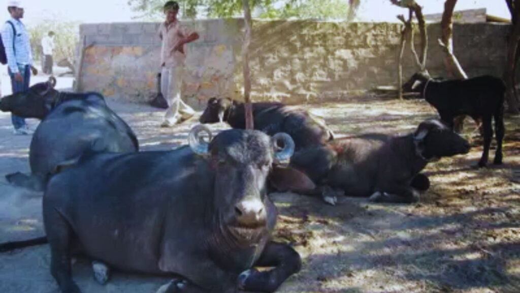 Banni Buffalo Farming: पशुपालन और डेयरी विभाग के अनुसार, बन्नी भैंस मुख्य रूप से गुजरात में पाई जाती है. इसकी उपयोगिता और मजबूती के कारण अब यह देशभर में चर्चा में है. Banni Buffalo Farming: पशुपालन और डेयरी विभाग के अनुसार, बन्नी भैंस मुख्य रूप से गुजरात में पाई जाती है. इसकी उपयोगिता और मजबूती के कारण अब यह देशभर में चर्चा में है.