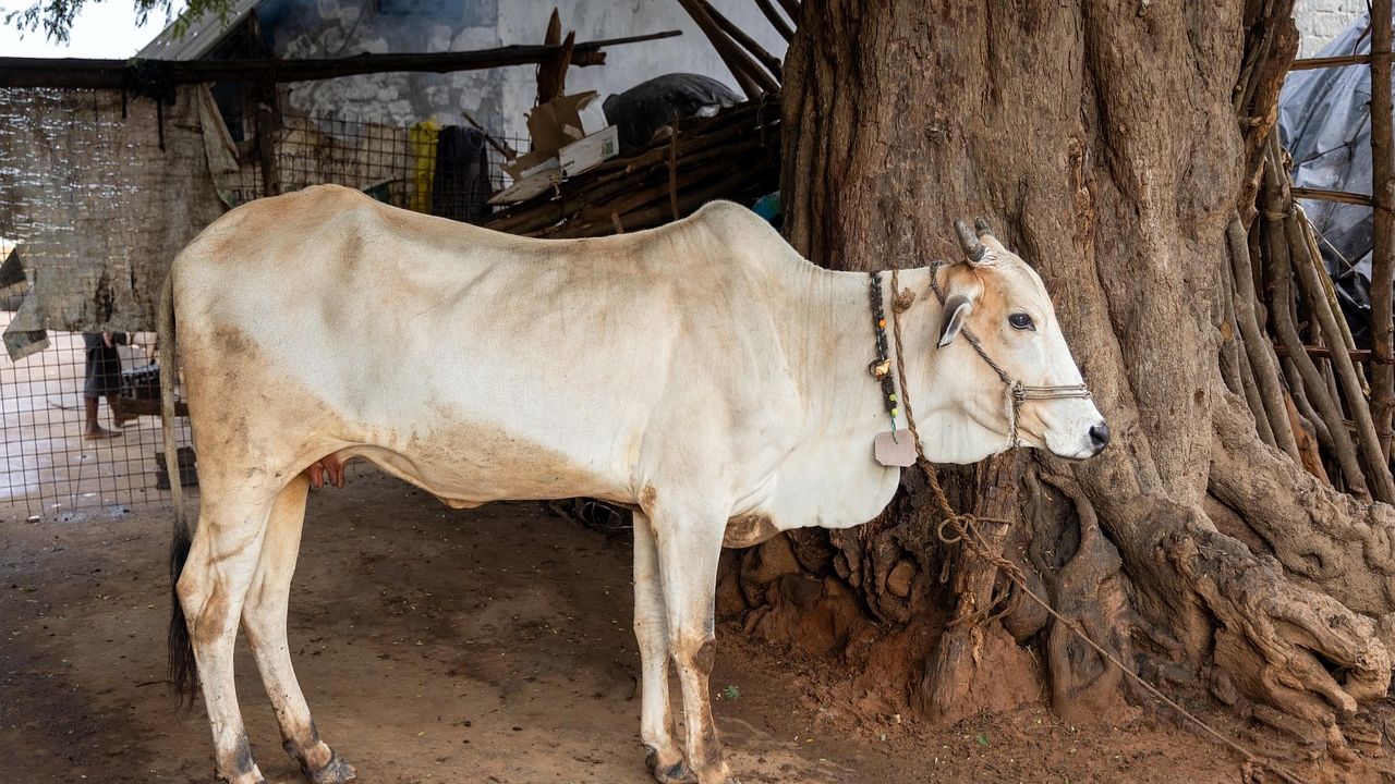 कड़ाके की ठंड में भी सुरक्षित रहेंगे दुधारू पशु, जानें सर्दियों में मवेशी को गर्म रखने वाले जुगाड़