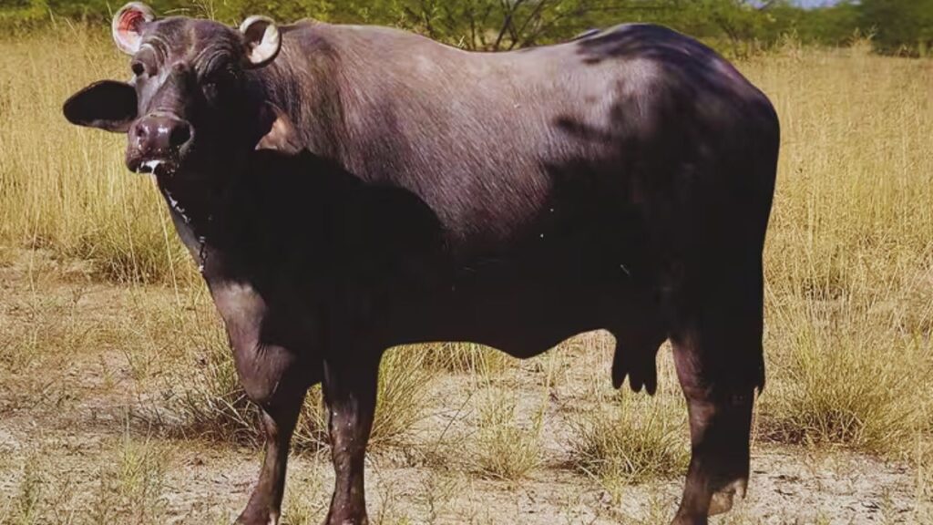 Buffalo Farming: यह भैंस मध्यम से बड़े आकार की होती है और इसकी शारीरिक संरचना ग्रामीण डेयरी जरूरतों के हिसाब से बेहद उपयुक्त मानी जाती है, जिससे रखरखाव भी आसान रहता है. Buffalo Farming: यह भैंस मध्यम से बड़े आकार की होती है और इसकी शारीरिक संरचना ग्रामीण डेयरी जरूरतों के हिसाब से बेहद उपयुक्त मानी जाती है, जिससे रखरखाव भी आसान रहता है.