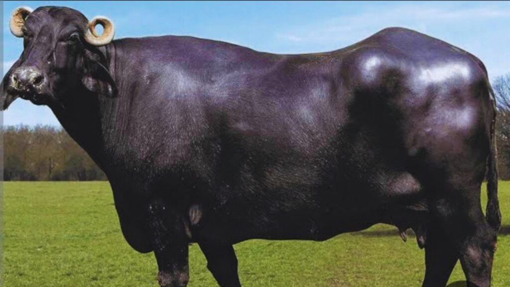 Bhains Palan: बन्नी भैंस रोजाना औसतन करीब 15 लीटर दूध देती है. कम देखभाल में अच्छा दूध उत्पादन होने की वजह से इसे पशुपालकों के लिए ‘सोना’ कहा जाता है. Bhains Palan: बन्नी भैंस रोजाना औसतन करीब 15 लीटर दूध देती है. कम देखभाल में अच्छा दूध उत्पादन होने की वजह से इसे पशुपालकों के लिए ‘सोना’ कहा जाता है.