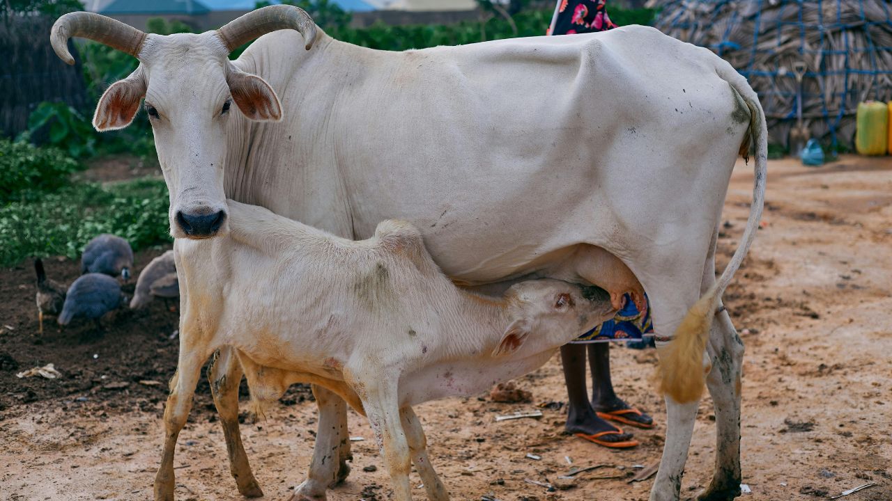 कम खर्च में ज्यादा दूध देने वाली ये देसी गाय, किसानों की कमाई बढ़ाने में मददगार