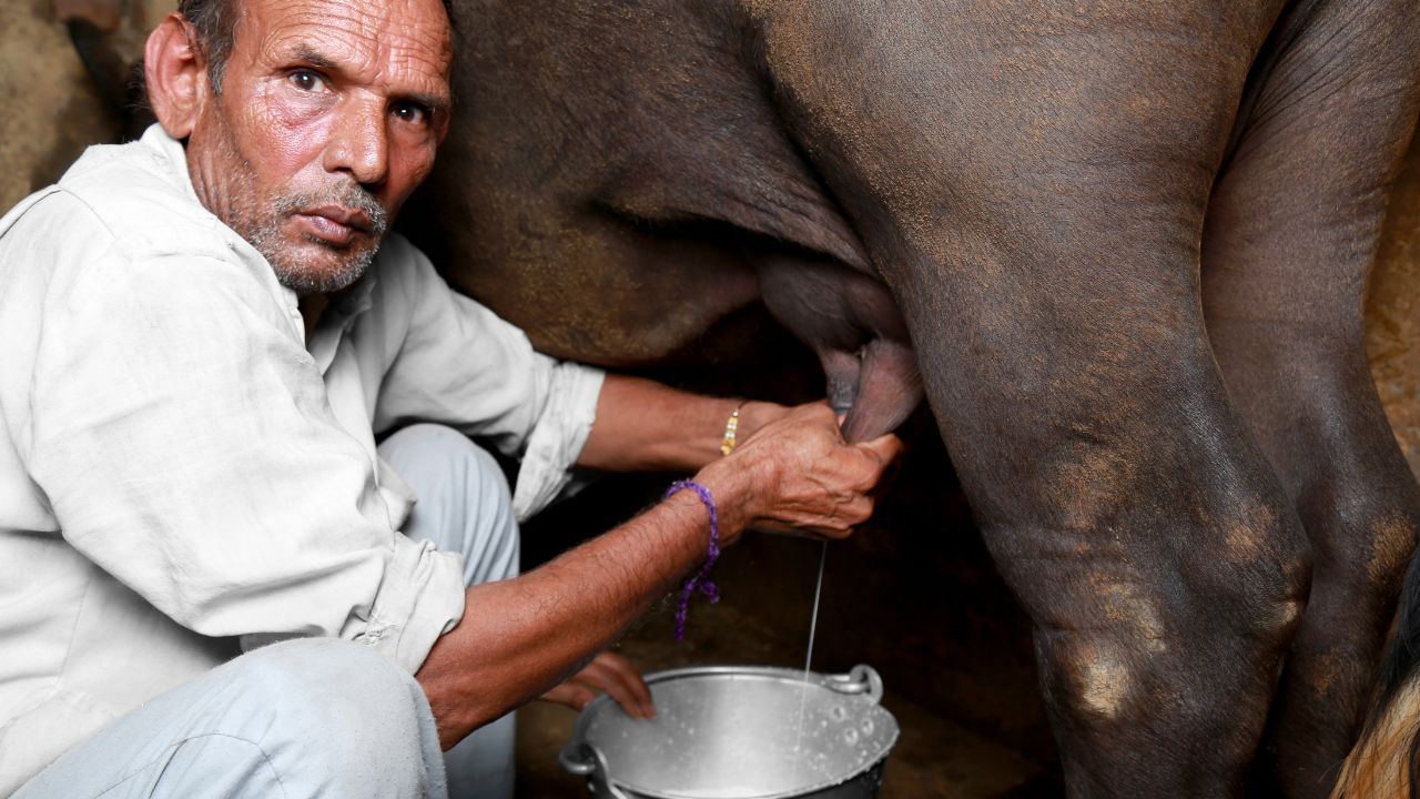 Milk Production: गाय-भैंस को रोज चटा दें यह खास मिश्रण, कुछ ही दिनों में बहने लगेगी दूध की धारा