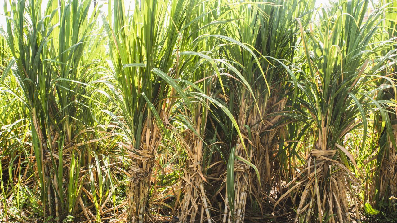 सहफसली खेती में छोटी गलती बिगाड़ देगी गन्ना फसल, किसान जानें कौन-सी फसलें न लगाएं