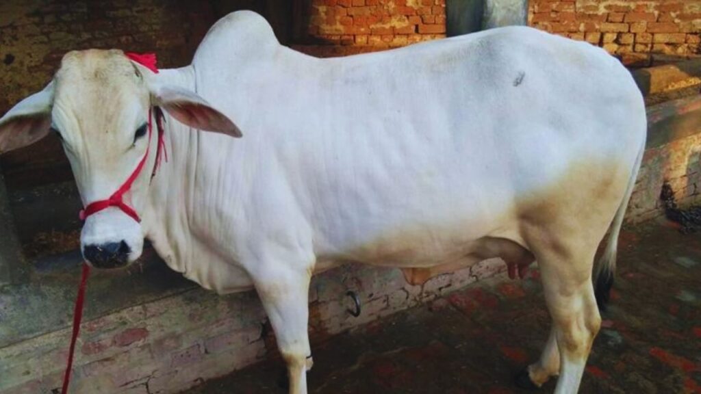 इस नस्ल की खास बात यह है कि इसे किसी महंगे या खास चारे की जरूरत नहीं होती. सामान्य हरा चारा, सूखा भूसा और संतुलित आहार पर भी यह अच्छी सेहत और दूध उत्पादन बनाए रखती है, जिससे छोटे किसान भी इसे आसानी से पाल सकते हैं. इस नस्ल की खास बात यह है कि इसे किसी महंगे या खास चारे की जरूरत नहीं होती. सामान्य हरा चारा, सूखा भूसा और संतुलित आहार पर भी यह अच्छी सेहत और दूध उत्पादन बनाए रखती है, जिससे छोटे किसान भी इसे आसानी से पाल सकते हैं.