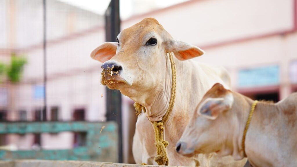 Cow Care Tips: हर दिन हरा चारा, सूखा भूसा, खली, मिनरल मिक्स और साफ पानी देना अनिवार्य है. संतुलित आहार न मिलने पर गाय का दूध उत्पादन तुरंत प्रभावित होता है, इसलिए फीड मैनेजमेंट बेहद जरूरी है. Cow Care Tips: हर दिन हरा चारा, सूखा भूसा, खली, मिनरल मिक्स और साफ पानी देना अनिवार्य है. संतुलित आहार न मिलने पर गाय का दूध उत्पादन तुरंत प्रभावित होता है, इसलिए फीड मैनेजमेंट बेहद जरूरी है.