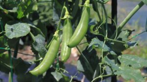 Pea Farming: पहाड़ी मटर की बढ़ी देशभर में मांग, इस तरह बुवाई करने पर होगी बंपर पैदावार Pea Farming: पहाड़ी मटर की बढ़ी देशभर में मांग, इस तरह बुवाई करने पर होगी बंपर पैदावार