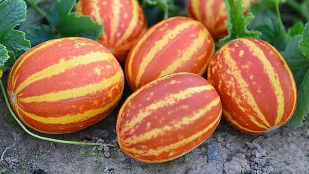रेतीली मिट्टी में भी खूब लहलहाती है काचरी, गेहूं–सरसों के बाद जरूर करें इसकी खेती