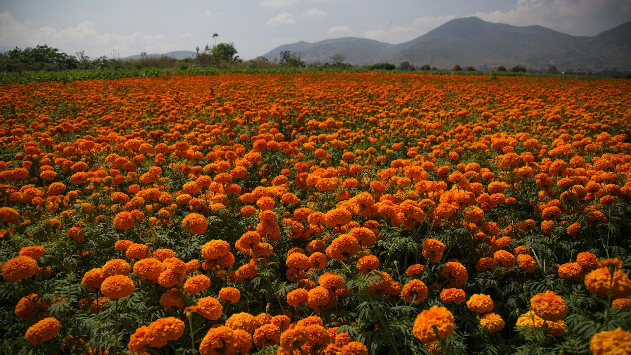 गेंदा फूल की खेती पर सरकार का बड़ा तोहफा, मिलेगी 80 हजार सब्सिडी और दोगुनी कमाई का मौका