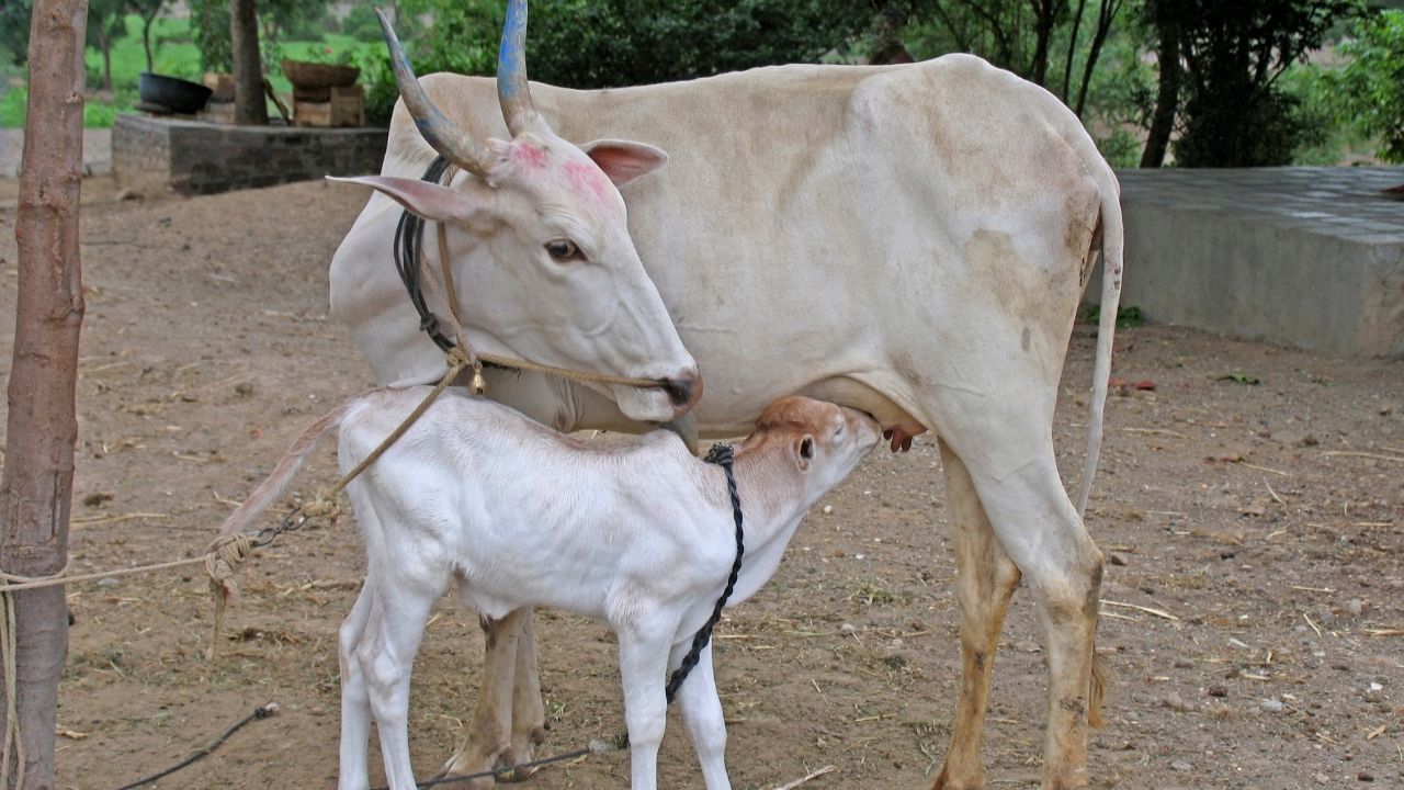 Milk Production: गेहूं, गुड़ और दलिया से बढ़ेगा पशुओं का दूध, ये देसी तरीके अपनाएं पशुपालक