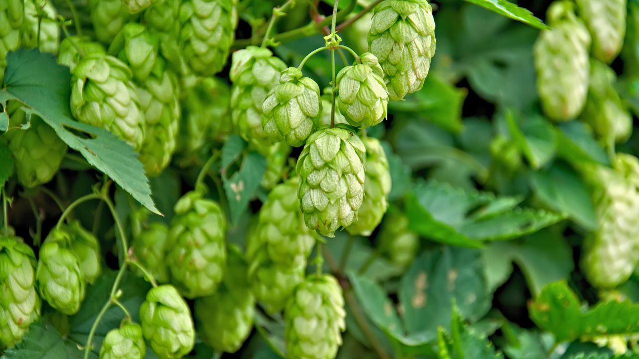 Most Expensive Vegetable: भारत में उगती है यह Rare सब्जी, कीमत जानकर आंखें रह जाएंगी खुली की खुली!