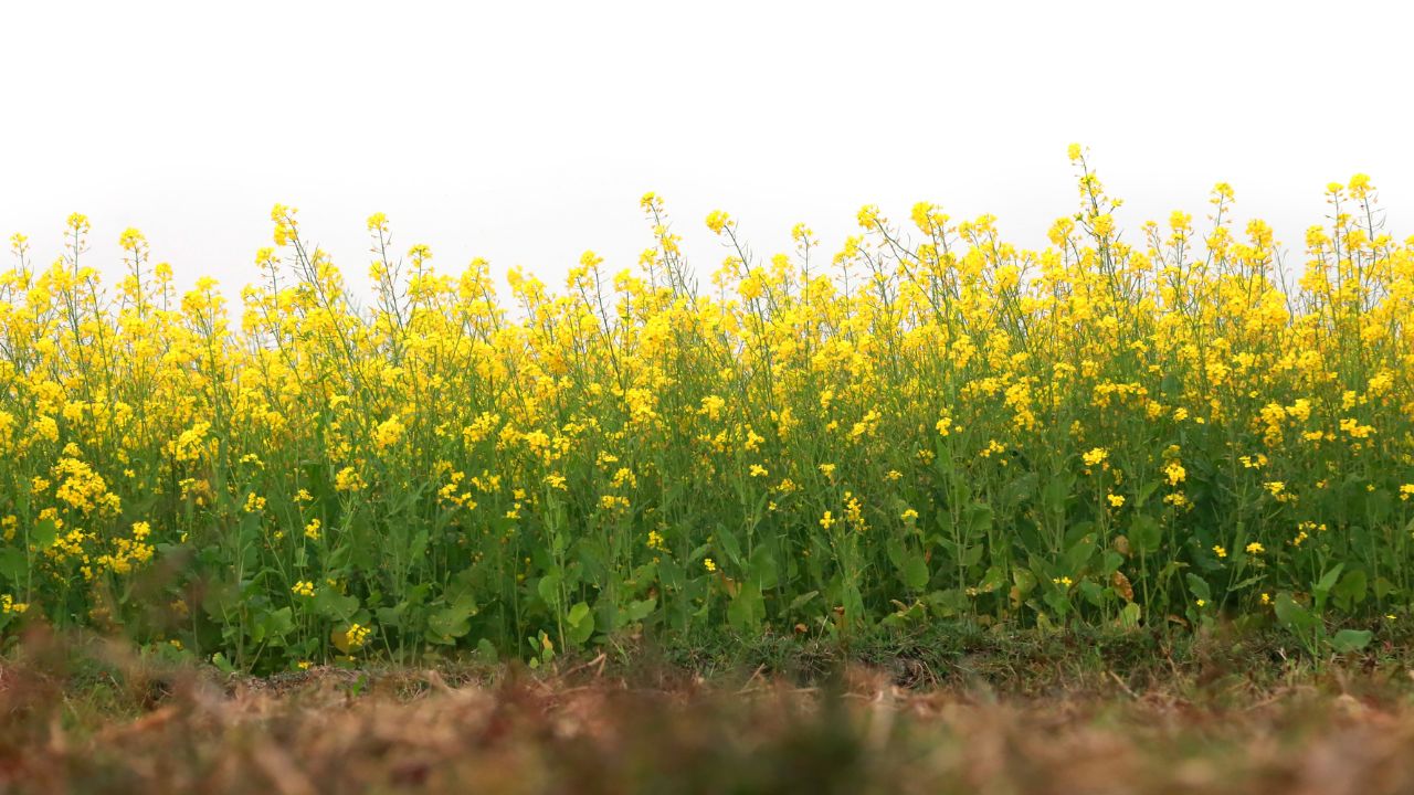 सरसों फसल पर बीमारी का प्रकोप फैला, फसल सूखने से किसानों की बढ़ी टेंशन, जानें कैसे बचाएं खेत