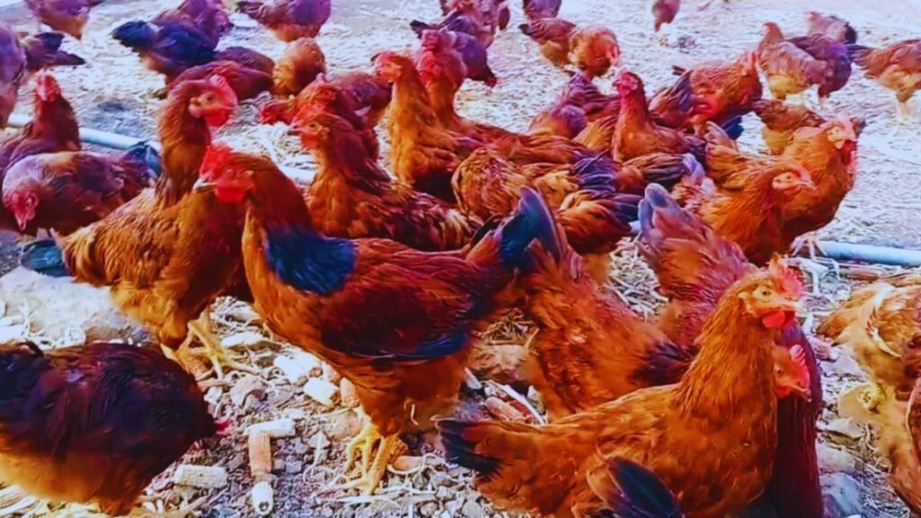 इस नस्ल के मुर्गे मात्र 2.5 महीने में 800-900 ग्राम तक पहुंच जाते हैं और करीब 4.5 महीने में 1.5 किलो वजन पा लेते हैं. इतनी तेज ग्रोथ से किसानों को जल्दी बिक्री और फटाफट मुनाफा मिलता है. इस नस्ल के मुर्गे मात्र 2.5 महीने में 800-900 ग्राम तक पहुंच जाते हैं और करीब 4.5 महीने में 1.5 किलो वजन पा लेते हैं. इतनी तेज ग्रोथ से किसानों को जल्दी बिक्री और फटाफट मुनाफा मिलता है.