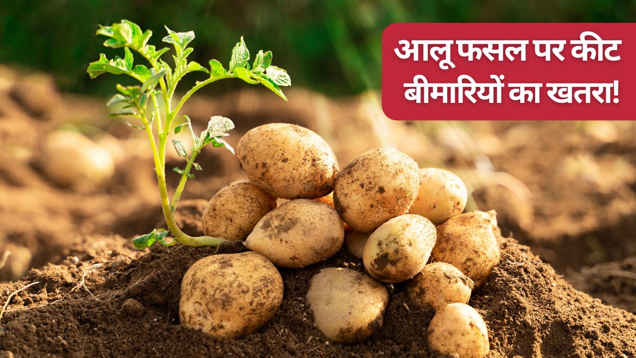 आलू का दुश्मन है ब्लाइट और लीफ रोल रोग, उपज खराब होने से बचाने के लिए तुरंत ये उपाय करें किसान