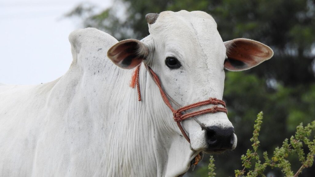 इस गाय का रंग आमतौर पर सफेद या हल्का धूसर होता है. पीठ पर आसमानी रंग की हल्की धारियां, चौड़े कान, मध्यम आकार का सिर और लंबी पतली पूंछ इसकी अलग पहचान बनाते हैं, जिससे इसे दूर से ही पहचाना जा सकता है. इस गाय का रंग आमतौर पर सफेद या हल्का धूसर होता है. पीठ पर आसमानी रंग की हल्की धारियां, चौड़े कान, मध्यम आकार का सिर और लंबी पतली पूंछ इसकी अलग पहचान बनाते हैं, जिससे इसे दूर से ही पहचाना जा सकता है.